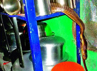  On the heads of snakes removed in the city | शहरात सर्पांनी काढले डोके वर