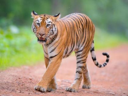 Tiger Day Special; Black Gold District becomes 'Tiger Land' | व्याघ्रदिन विशेष; काळ्या सोन्याचा जिल्हा झाला ‘टायगर लॅन्ड’