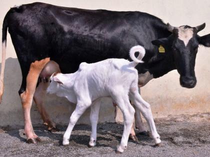  Activating gang stealing animals in Gangapur | गंगापूरला जनावरे चोरणारी टोळी सक्रिय