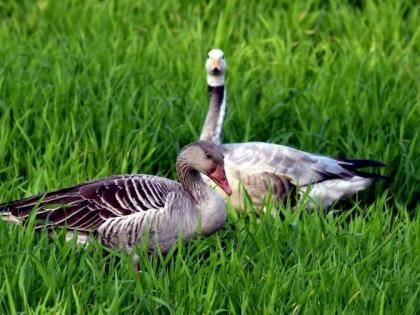 Eco-festival: Three species of goose visit Akola | पर्यावरणोत्सव : तीन प्रजातीच्या हंसांची अकोल्याला भेट