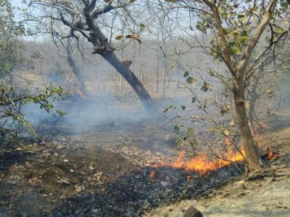 In the Yavatmal district, Mandev forest cought by fire | यवतमाळ जिल्ह्यातल्या मनदेव जंगलात पेटला वणवा