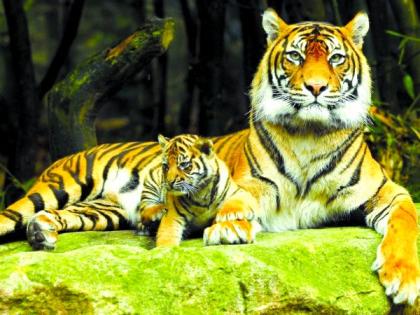 World Tiger Day Special; 12 new sanctuaries announced in eight years | जागतिक व्याघ्र दिन विशेष; राज्यात आठ वर्षांत १२ नवी अभयारण्ये घोषित