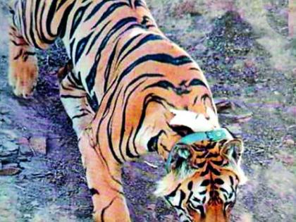 Tiger trapped in Tippswar Wildlife Sanctuary | टिपेश्वर अभयारण्यात पायात फास अडकलेला वाघ मरणाच्या दारात