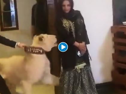 Watch Lion almost attacks on Pakistani tiktok star Hareem Shah | VIDEO : पाकिस्तानी टिकटॉक स्टारवर सिंहाकडून हल्ल्याचा प्रयत्न, बघा नेमकं काय झालं?