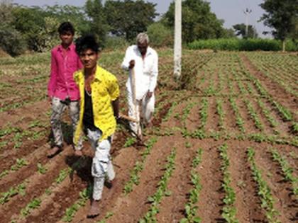 In the state of 300 quintals it rises | ३०० क्विंटल मुळा जातो परराज्यात