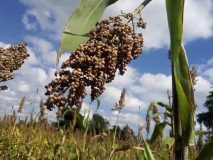 Submit a Crop Damage Report! - Order of the Collector | पीक नुकसानाचा अहवाल सादर करा! - जिल्हाधिकाऱ्यांचा आदेश