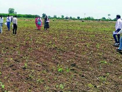 Crisis of double sowing on 298 acres | २९८ एकरांवर दुबार पेरणीचे संकट Crisis of double sowing on 298 acres | २९८ एकरांवर दुबार पेरणीचे संकट