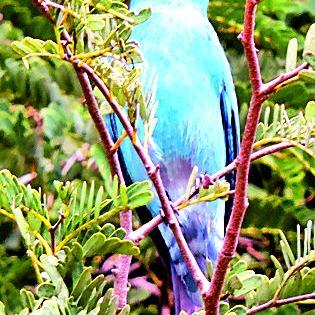 Migratory birds arrive at 24 reservoirs! | २४ जलाशयांवर स्थलांतरित पक्ष्यांचे आगमन!