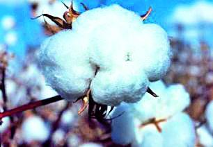 Cotton growers need 506 crores compensation | कापूस उत्पादकांना गरज ५०६ कोटींच्या भरपाईची