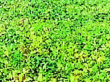 Soybean affected, when panchnama? | सोयाबीन बाधित, पंचनामे केव्हा?