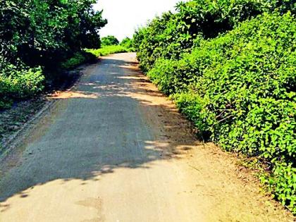 The road to the bushes is dangerous | झुडपांमळे रस्ता धोकादायक