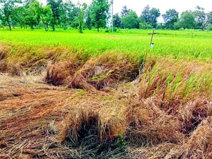 Crisis in front of farmers! | शेतकऱ्यांपुढे तुडतुड्याचे संकट !