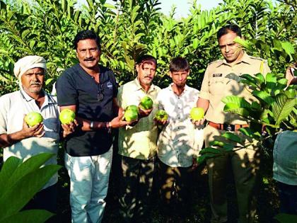 Peruvian cultivation for one and a half acres of traditional farming | पारंपरिक शेतीला डावलून दीड एकरात पेरूची लागवड