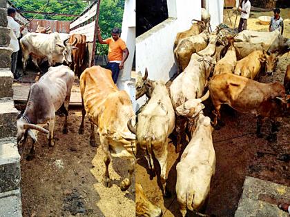  Release of 90 bullocks in slaughter house | कत्तलखान्यात जाणाºया ९० बैलांची सुटका