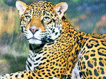 In Chakore, the leopard attacked the farmer | चाकोरेत बिबट्याचा शेतकऱ्यावर हल्ला