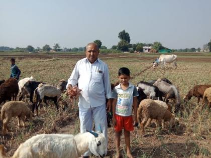  Goats left in the onion crop | कांदा पिकात सोडल्या मेंढ्या !