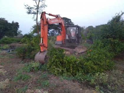 JCB breaks up pomegranate orchard | तेल्या, मर रोगाला कंटाळून जेसीबीने तोडली डाळिंब बाग