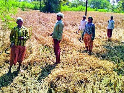 Puranpak destroyed in Brahmapuri taluka | ब्रह्मपुरी तालुक्यातील धानपीक नष्ट