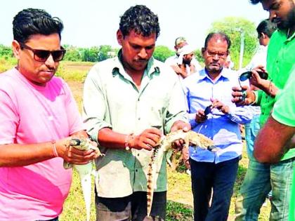 Crooked Puppies Caught By Rescue Operation | रेस्क्यूआॅपरेशन करून पकडली मगरीची पिल्ले