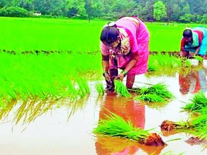 The pace of paddy transplanting came | धान रोवणीच्या कामांना आला वेग