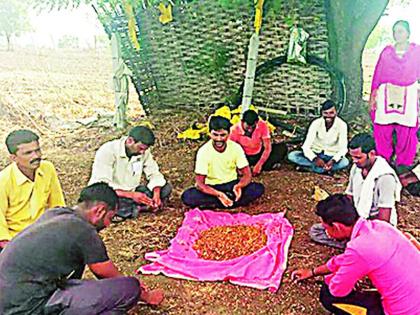 Prepare 400 metric tonnes of neem extracts | ४०० मेट्रिक टन निंबोळी अर्क तयार करणार