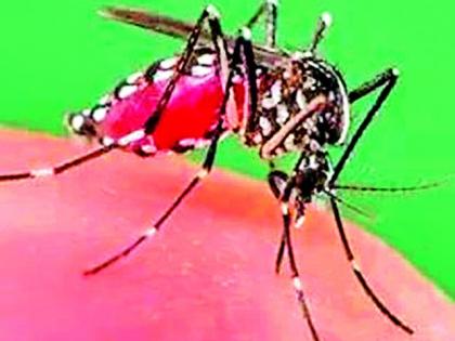 19 cases of dengue in 19 days | १७ दिवसांत डेंग्यूचे तब्बल १९ रुग्ण