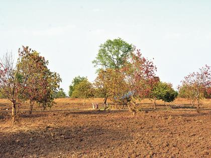 Water resources of Agriculture University dried; Fruit trees dried! | कृषी विद्यापीठातील पाण्याचे स्रोत आटले ; फळझाडे वाळली!