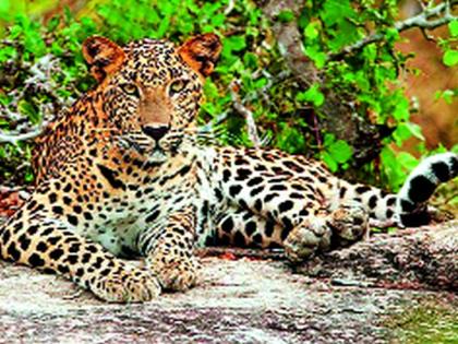 Cow killed in leopard attack | बिबट्याच्या हल्ल्यात गाय ठार