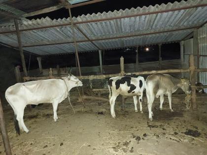 Seized 12 animals kept for slaughter | कत्तलीच्या उद्देशाने डांबून ठेवलेली १२ जनावरे जप्त