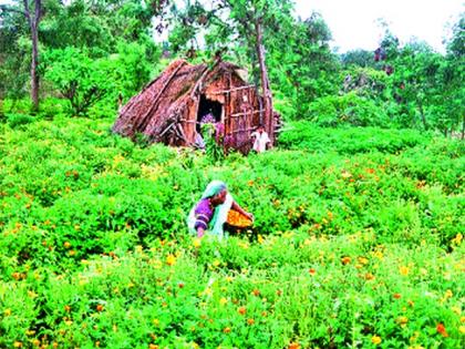 Nursery alternative to floriculture discovered | फुलशेतीला शोधला रोपवाटिकेचा पर्याय