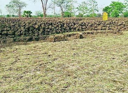 Development of paddy cultivation in Roho | रोहयोतून धान शेतीचा विकास