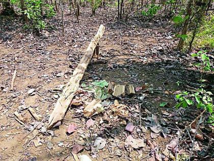 The slaughter of the Sag trees increased | साग वृक्षांची कत्तल वाढली