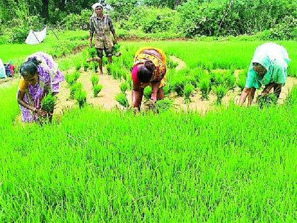 Paddy crop rotation 44 percent | धान पीक रोवणी ४४ टक्के