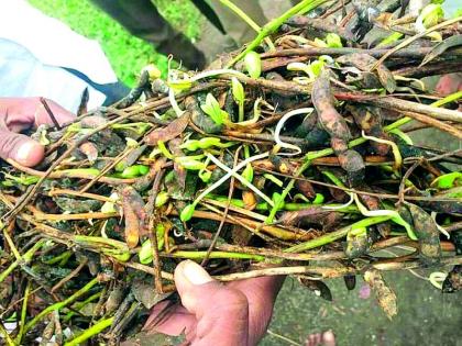 Soybeans germinate | सोयाबीनला फुटले अंकूर Soybeans germinate | सोयाबीनला फुटले अंकूर
