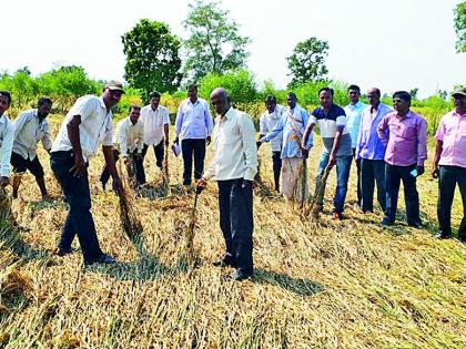 Damage to crops due to thunder and insects | तुडतुडा व किड्यांच्या उपद्रवाने पिकांचे नुकसान