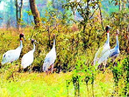 The number of storks is 35 to 38 | सारस पक्ष्यांची संख्या ३५ वरुन ३८ वर