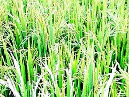 Kharif planning on 1 lakh 91 thousand hectare | १ लाख ९१ हजार हेक्टरवर खरीपाचे नियोजन