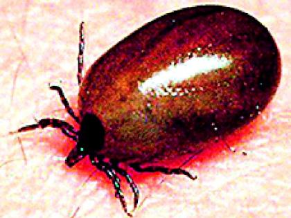 Scrub Typhus found the 19th standard | स्क्रब टायफसचा १९ वा रूग्ण आढळला