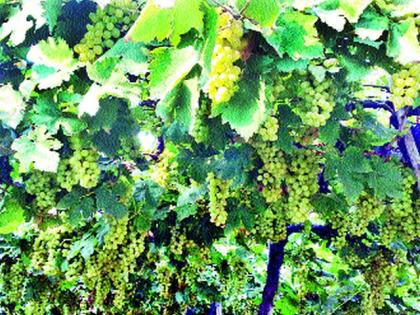 Use of natural ingredients to protect the vineyard | द्राक्षबागा वाचविण्यासाठी नैसर्गिक घटकांचा वापर