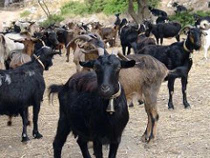 86 people will get goats | ८६ जणांना शेळीगट मिळणार