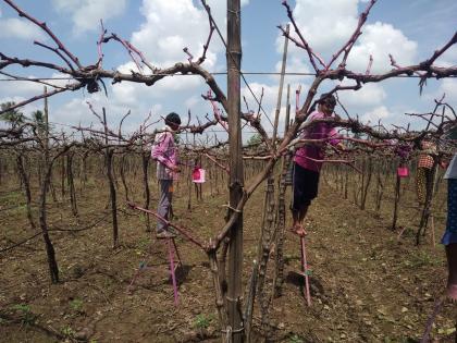 Grape growers in crisis in Jalgaon Neur area | जळगाव नेऊर परिसरात द्राक्ष बागायतदार संकटात