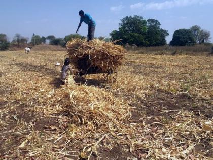 Drought is being neglected due to eletions | लोकसभा निवडणुकीच्या धामधुमीत दुष्काळाकडे होत आहे दुर्लक्ष !