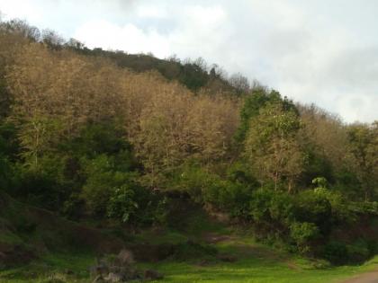 Infestation of black larvae on saga trees | काळ्या अळीचा सागाच्या झाडांवर प्रादुर्भाव