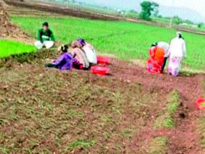 This year the onion planting is late all month | यंदा कांदा लागवड महिनाभर उशिराने