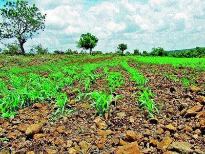 Rainy season threatens crop crops | पावसाच्या उघडिपीमुळे खरिपाची पिके धोक्यात