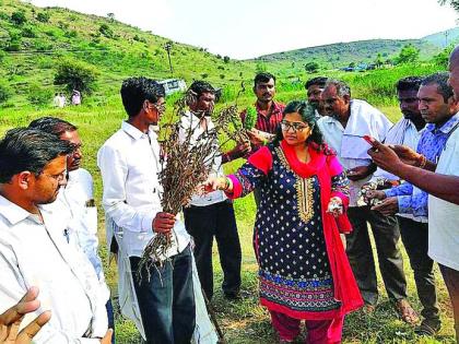 Collectors inspect sorghum, soybean crops | जिल्हाधिकाऱ्यांनी केली ज्वारी, सोयाबीन पिकांची पाहणी