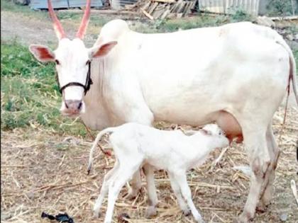 Khilar cow-bull on the verge of extinction | खिलार गाय-बैल नामशेष होण्याच्या मार्गावर