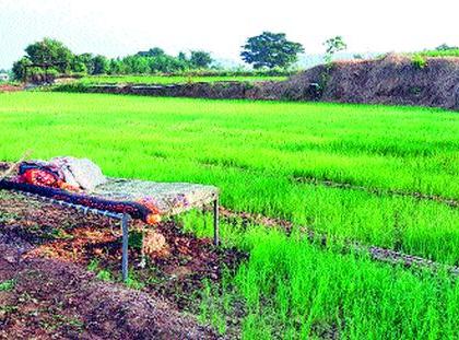 Farmers watch for onion plantations | कांदा रोपांच्या राखणीसाठी शेतकऱ्यांचा पहारा