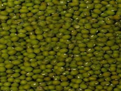 In Dhule district only 5 quintals of munga are procured | धुळे जिल्ह्यात फक्त १३२ क्विंटल मुगाची खरेदी In Dhule district only 5 quintals of munga are procured | धुळे जिल्ह्यात फक्त १३२ क्विंटल मुगाची खरेदी