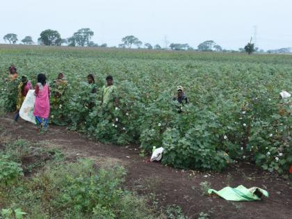 CCI promotes 'moisture content' in cotton | सीसीआयने कापसातील ‘ओलावा’ वाढवल्याने दिलासा CCI promotes 'moisture content' in cotton | सीसीआयने कापसातील ‘ओलावा’ वाढवल्याने दिलासा